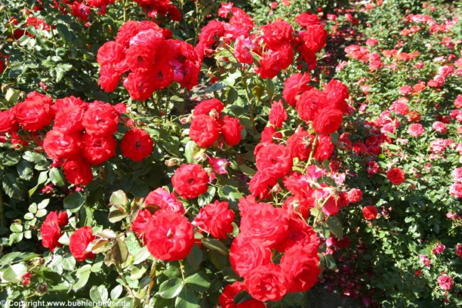 Beetrose Montana_©IMG_7255.jpg