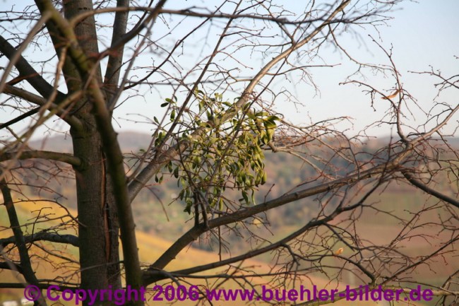 Mistelzweig_©IMG_6414.jpg
