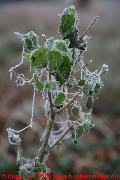 Pflanze mit Frost_©IMG_7119.jpg