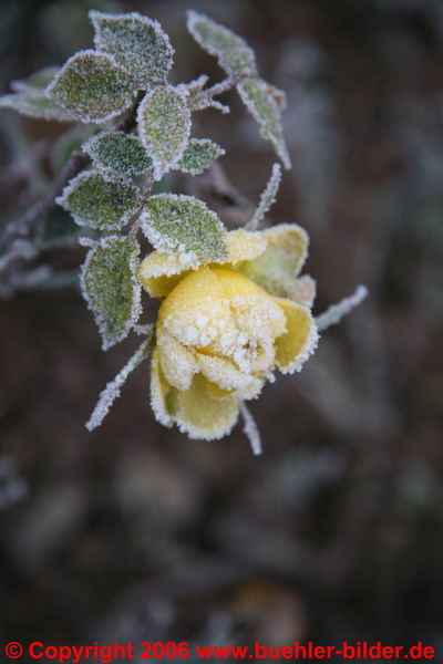 Pflanze mit Frost_©IMG_7148.jpg