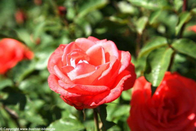 Rose_©IMG_7146.jpg