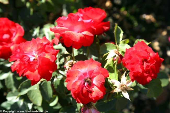 Rosen_©IMG_7149.jpg
