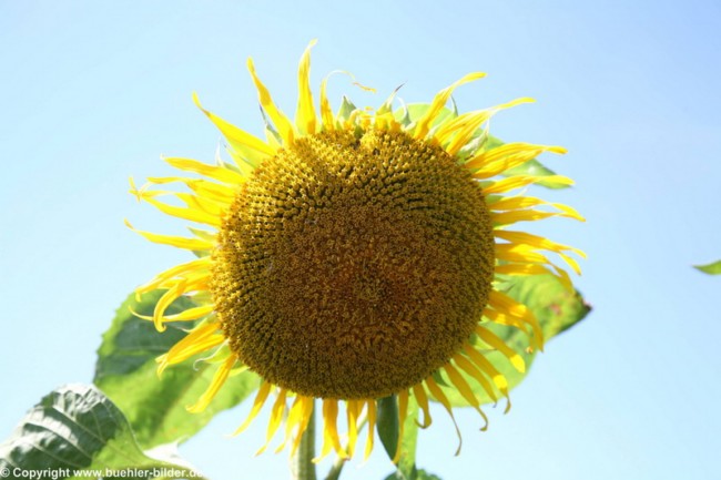 Sonnenblume_©IMG_6939.jpg