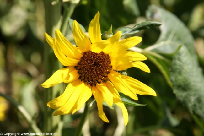 Sonnenblume_©IMG_7025.jpg