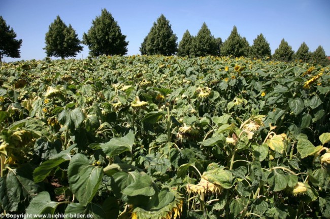 Sonnenblumenfeld_©IMG_6992.jpg