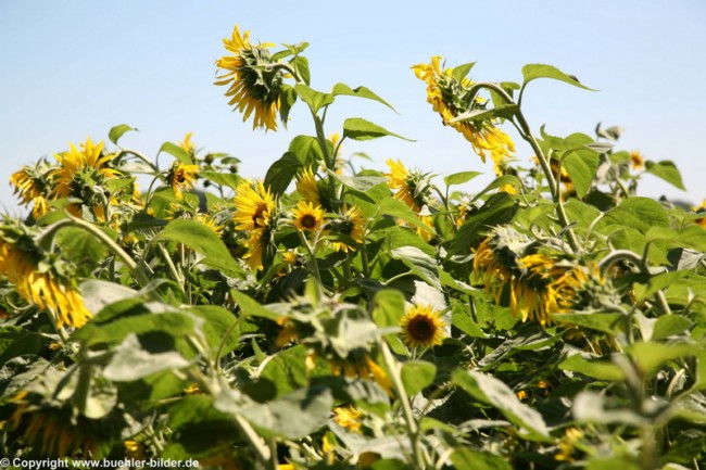 Sonnenblumenfeld_©IMG_7053.jpg