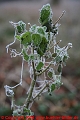Pflanze mit Frost_©IMG_7119