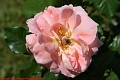 Rose mit Biene_©IMG_0032