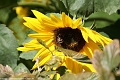 Sonnenblume mit Biene_©IMG_7116