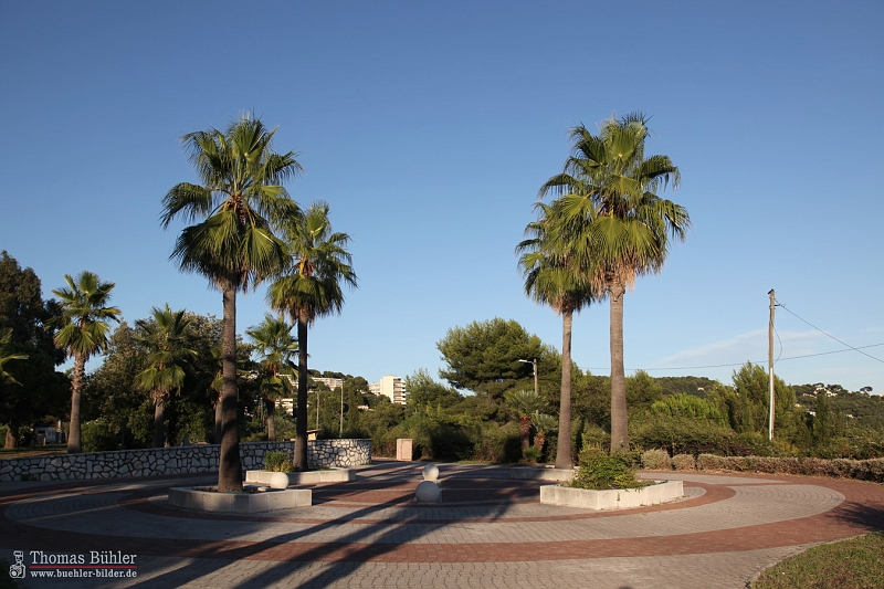 Palmen Suedfrankreich IMG_5432.jpg