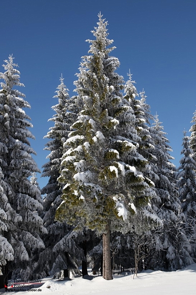 Winter_Schnee_Tanne_Wald IMG_6006.jpg