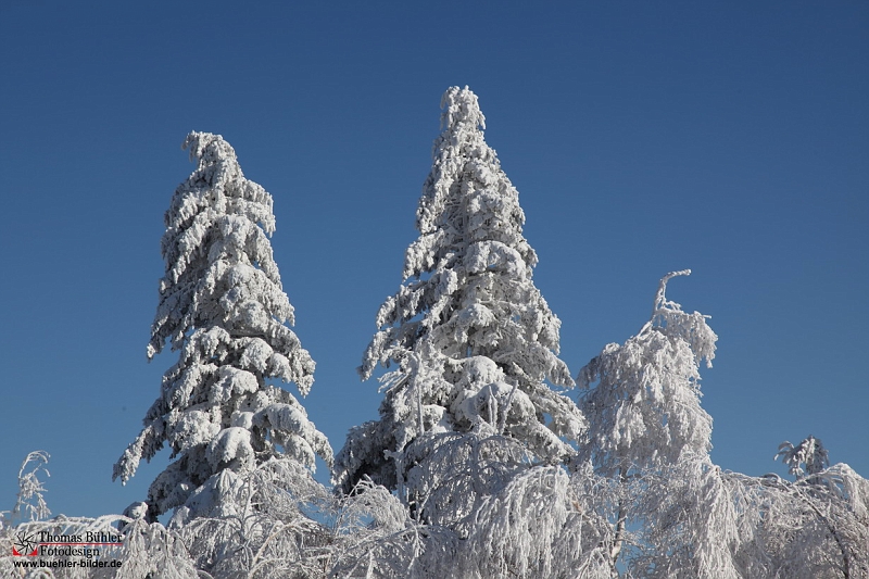 Winter_Schnee_Tanne_Wald IMG_6017.jpg