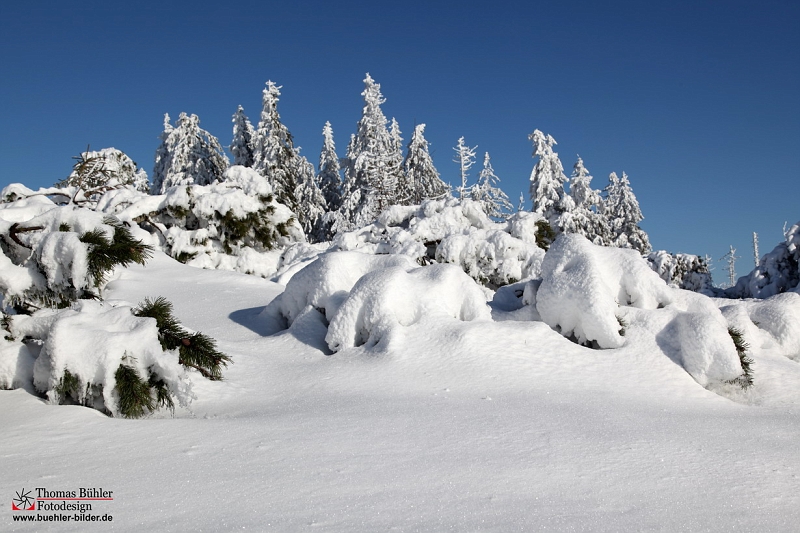 Winter_Schnee_Tanne_Wald IMG_6058.jpg