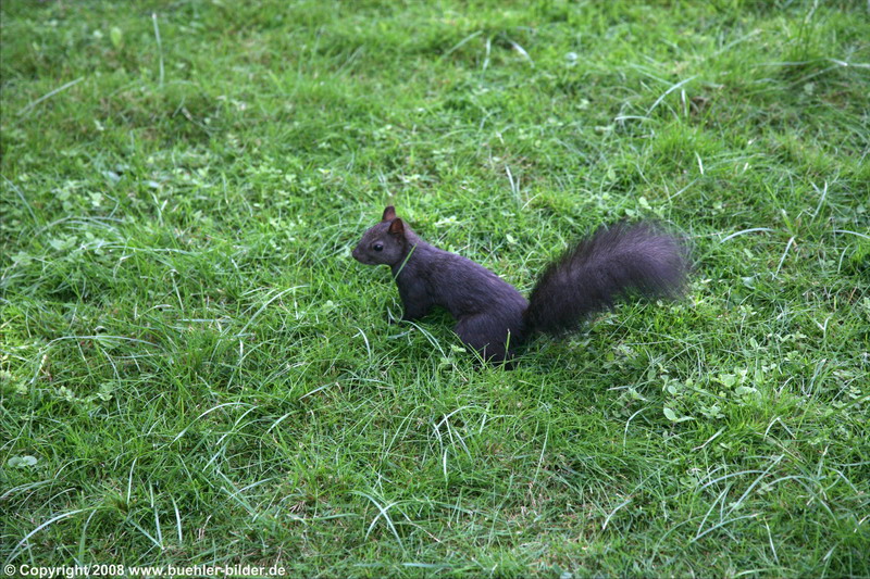 Eichhoernchen auf der Wiese_©IMG_1033.jpg