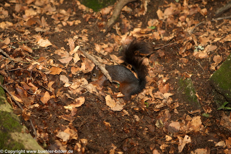 Eichhoernchen im Wald_©6T0U6890.jpg