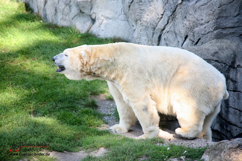 Eisbaer IMG_0236.jpg