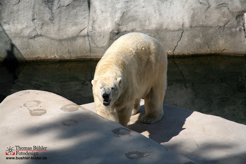 Eisbaer IMG_0262.jpg