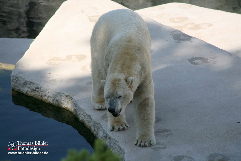 Eisbaer IMG_0280.jpg