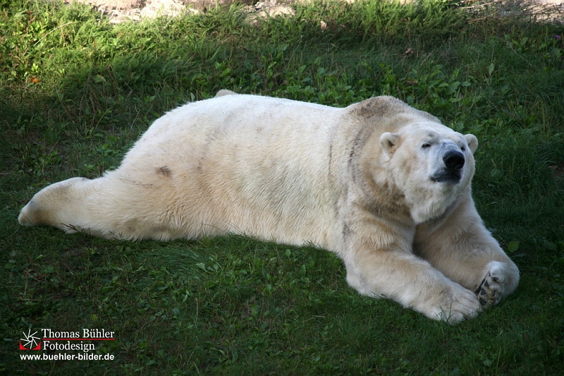 Eisbaer IMG_0515.jpg