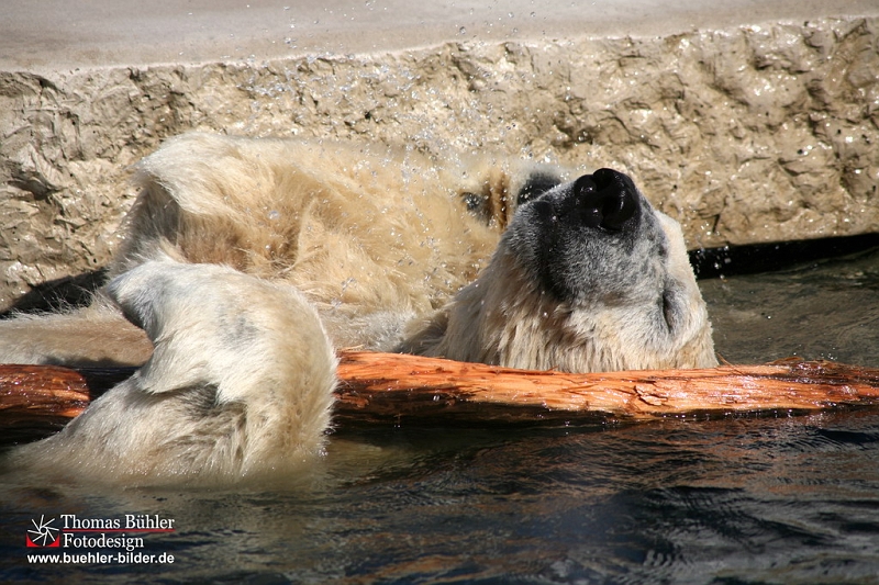 Eisbaer im Wasser IMG_0397.jpg