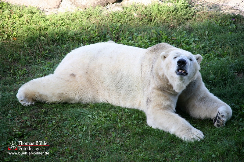 Eisbear IMG_0578.jpg
