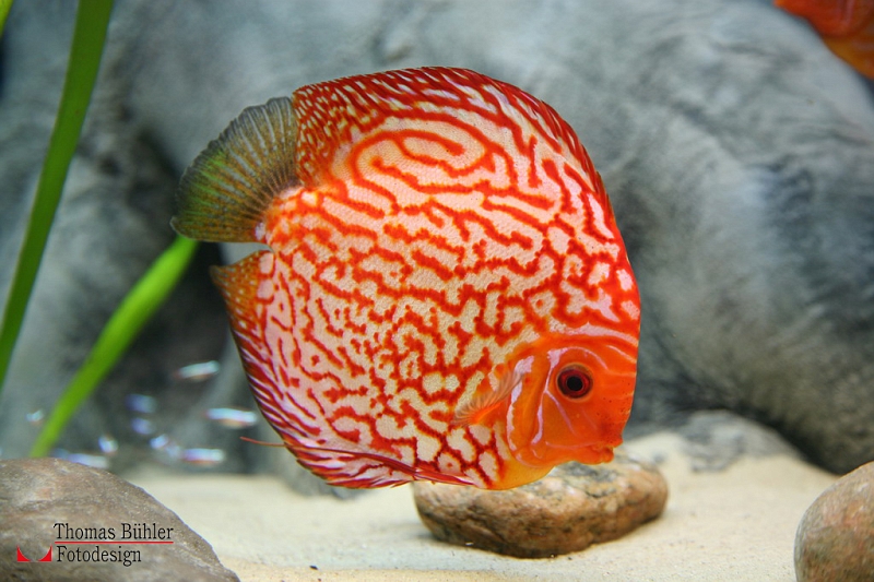 Fisch im Aquarium IMG_4186 Kopie.jpg