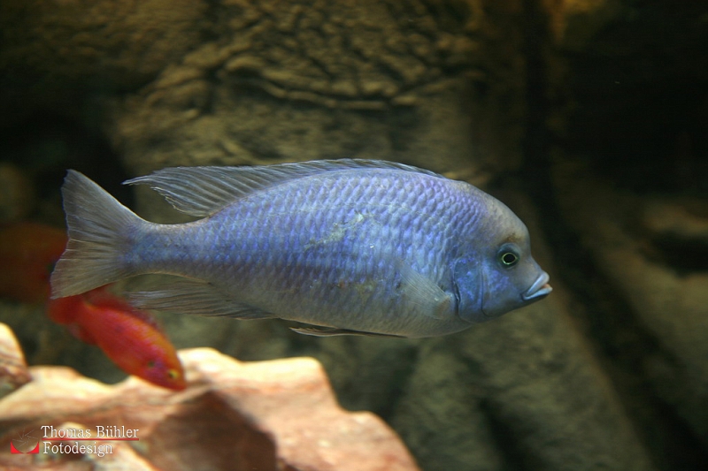 Fisch im Aquarium IMG_4253 Kopie.jpg