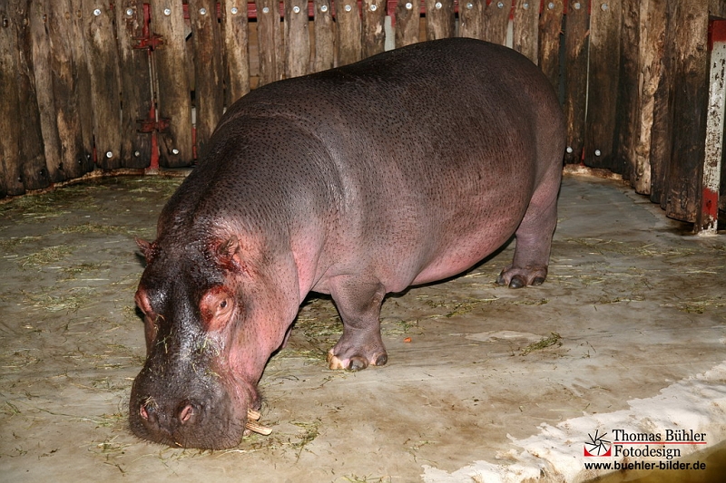 Nielpferd IMG_0619.jpg