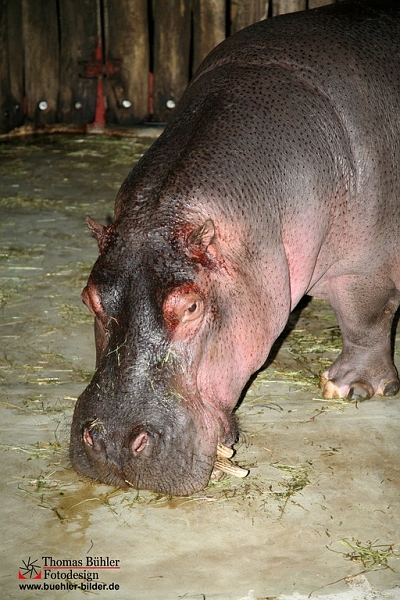 Nielpferd IMG_0626.jpg