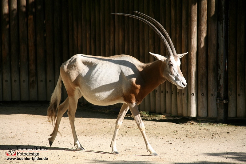 Saebelantilope IMG_0451.jpg