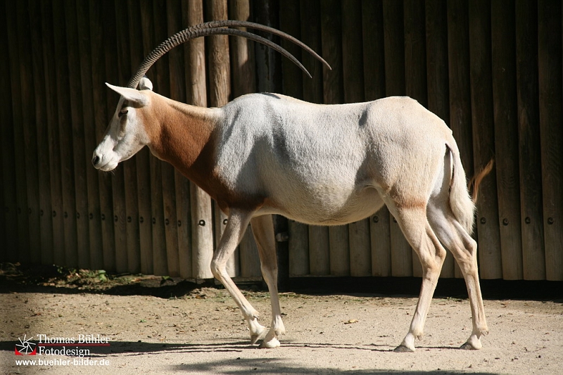 Saebelantilope IMG_0473.jpg