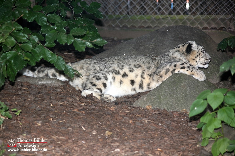 Schneeleopard IMG_0188.jpg