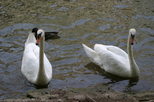 Schwaene_©IMG_0814.jpg