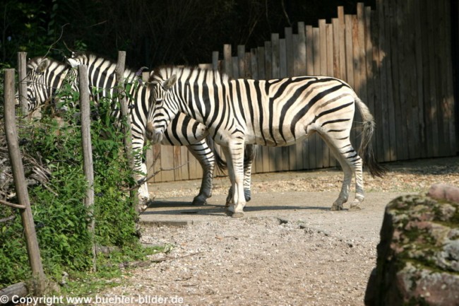 Zebra_©IMG_2224.jpg