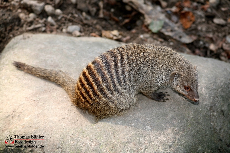 Zebramanguste IMG_0341.jpg