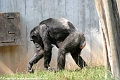 Affe_©IMG_2028