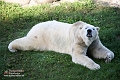 Eisbear IMG_0578
