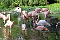 Flamingos_©IMG_2205