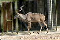 Gazelle_©IMG_2238