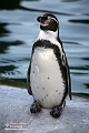Pinguin IMG_0434