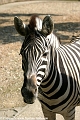 Zebra_©IMG_2271